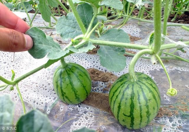 西瓜阴皮病防治特效药,西瓜青皮病用什么药