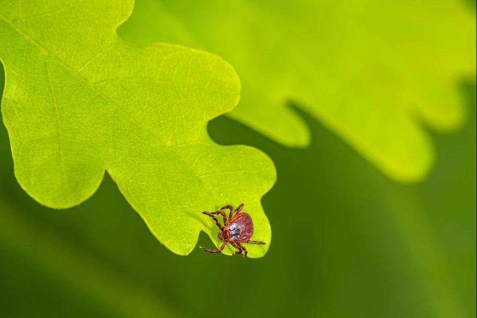 蜱虫咬到孩子之后会出现什么症状,蜱虫虽小危害大一旦被咬如何处置
