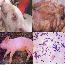 保育仔猪保健程序一览表,保育仔猪保健方案