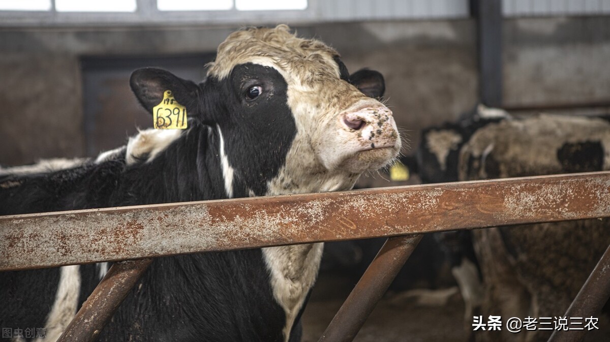 山西大哥养30头牛,山西大哥养牛