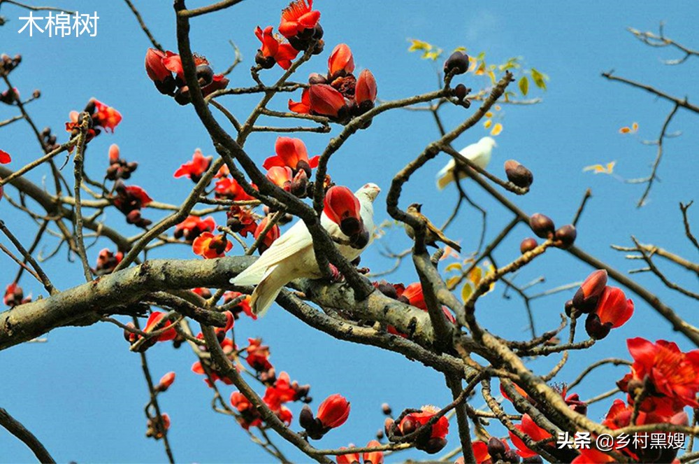 农作物棉花来自哪里？是国产吗？一口气搞懂棉花的前世今生