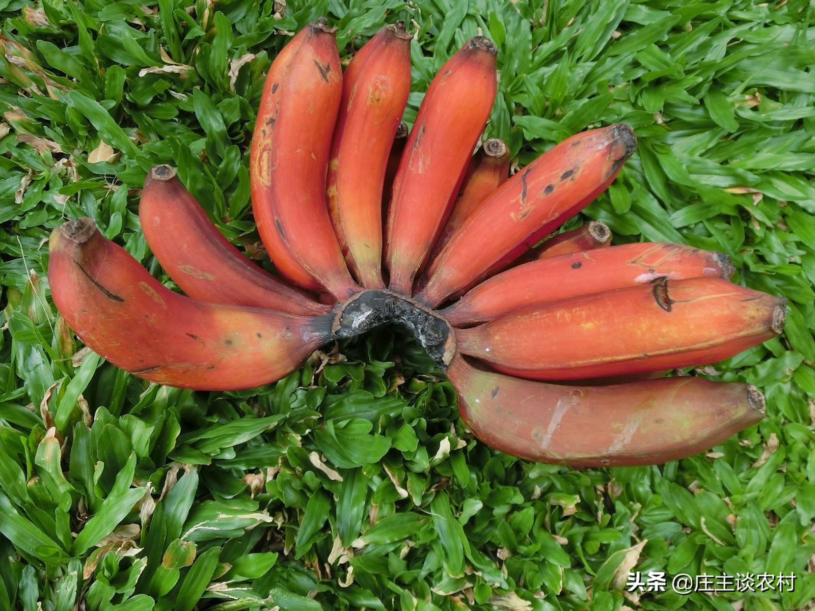 世界上最贵的几种食材有哪些,世界上最贵最顶级的食材