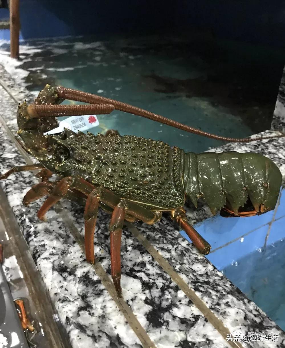 世界上的各种龙虾,世界上最大龙虾