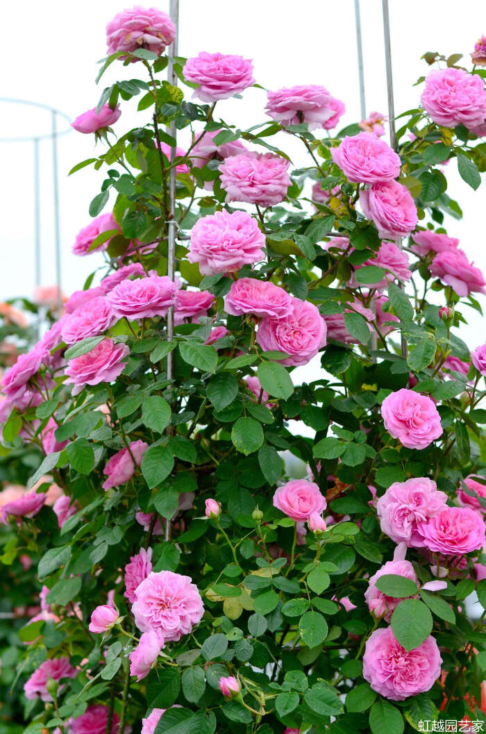 99棵月季,最值得入手的玫瑰月季