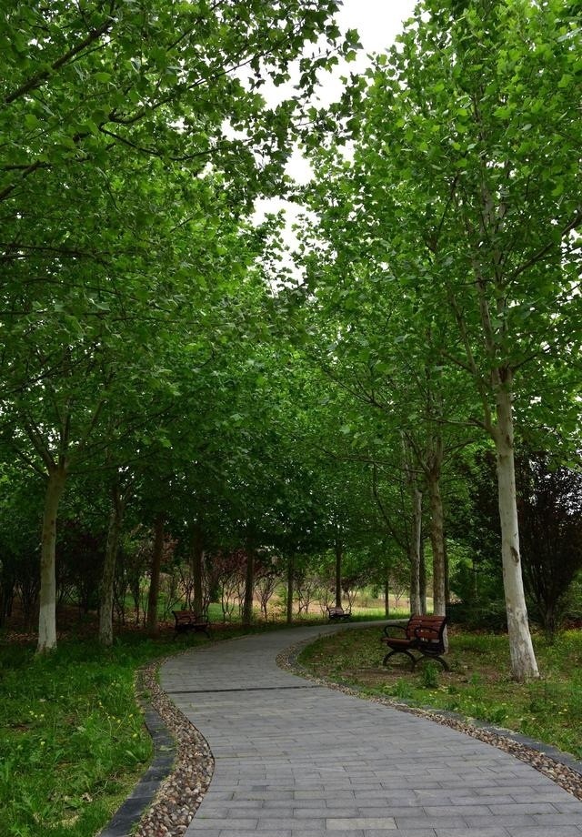 天津津北森林,天津七星岛湿地风景区