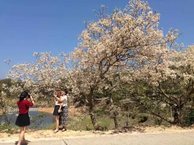 永春的春天是一个异常美丽的地方,永春有哪些地方
