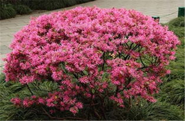 红檵木有多少种品种,红檵木优点缺点