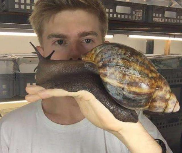 非洲的“大蜗牛”,能取食同伴消化水泥,国内吃货:束手无策