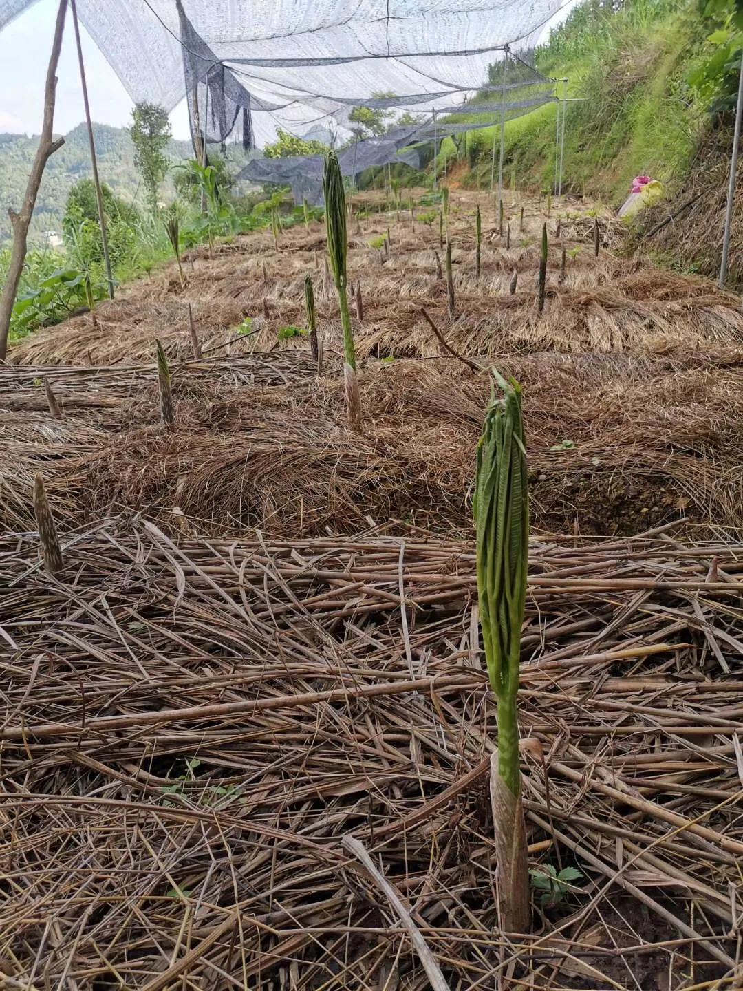 魔芋什么时候采收最好,魔芋栽培用啥肥料好
