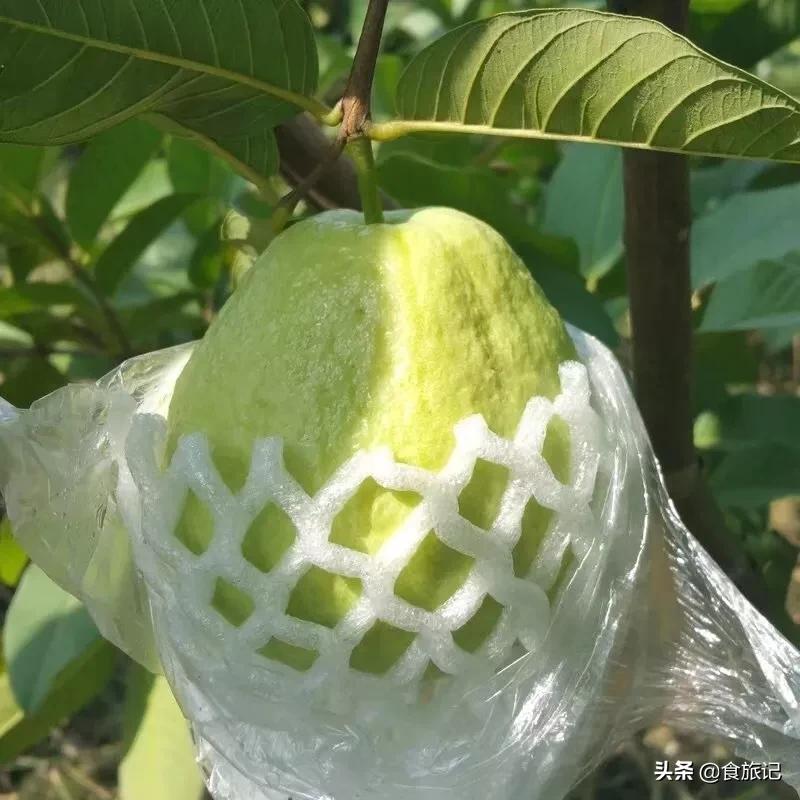 正宗又甜又脆红心芭乐,芭乐软糯香甜5斤