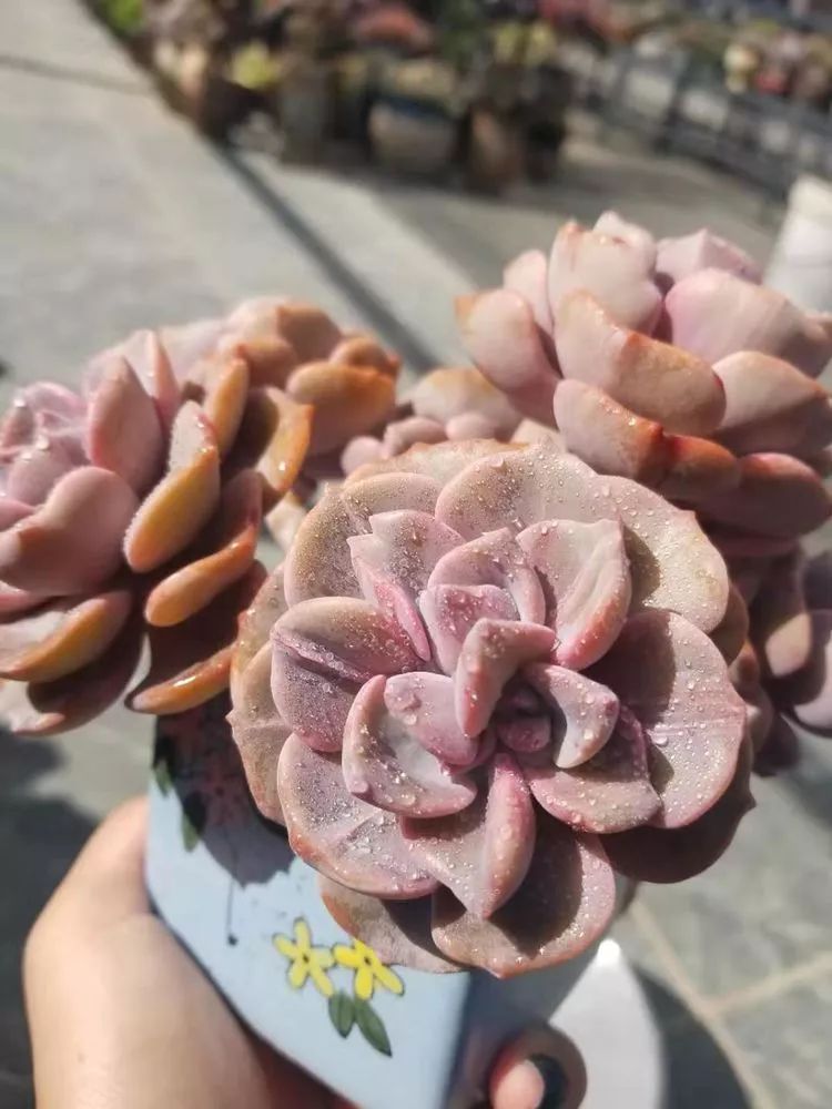 爱机车,爱多肉,宝妈花姐的诗和远方