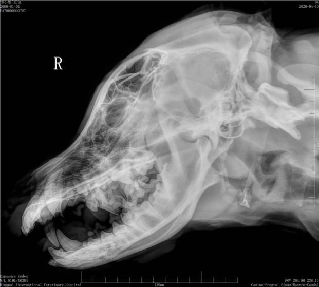 瑞派宠物医院治疗事故怎么处理,瑞派宠物医院病历记录