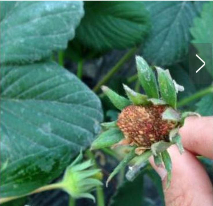 种草莓几点打灰霉病药,草莓灰霉病的发病过程及防治技巧