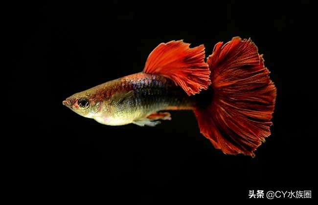 如何做孔雀鱼最喜欢吃的饵料,小孔雀鱼喂什么饵料最好