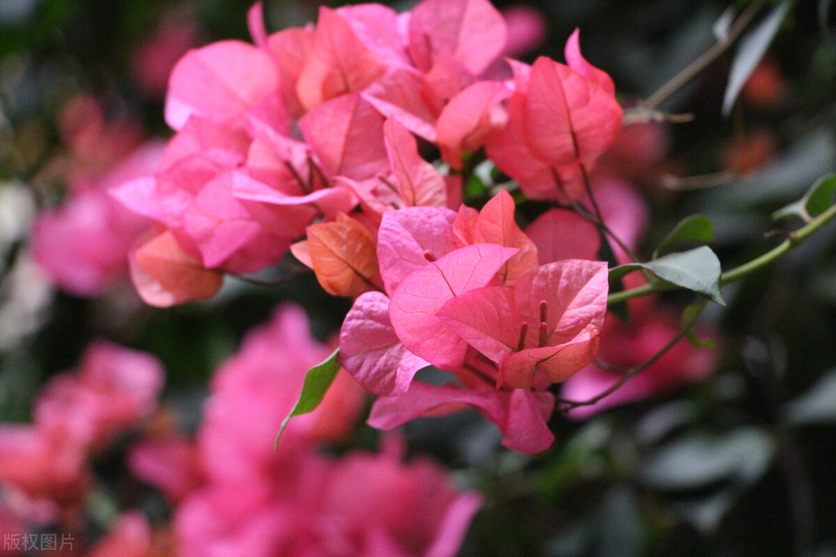 养什么植物晒不死又不怕冻,北方冬天适合养的花草耐寒耐冻