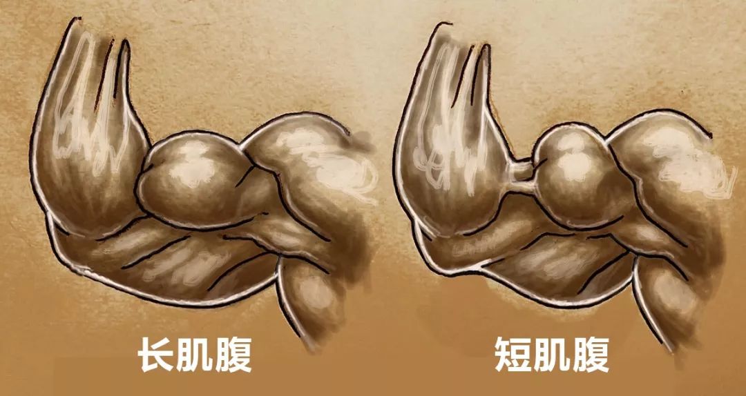 肱二头肌为什么不容易练大,苦练肱二头肌