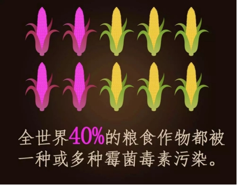 怀孕母猪霉菌毒素图片,怀孕母猪霉菌