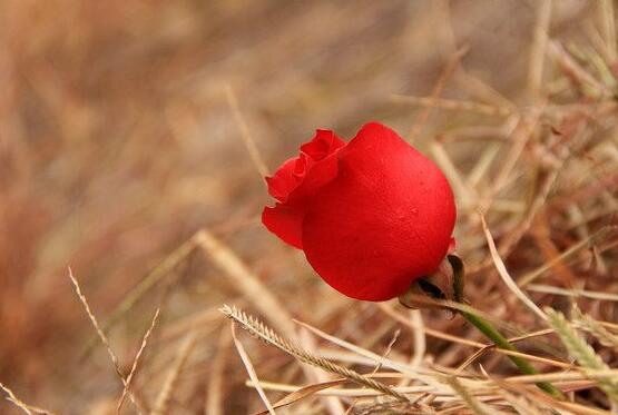 玫瑰花叶子发黄怎么办,玫瑰花叶子发黄的解决方法