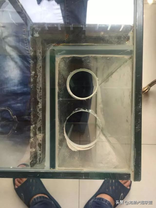 垃圾桶旁边的四方鱼缸,捡回去养了一缸金鱼,别说还挺不错