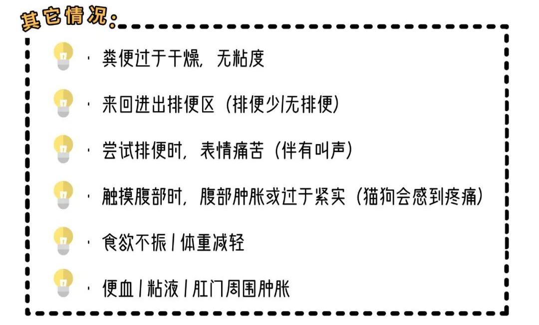 盘点小猫咪的奇怪行为,猫咪光鲜靓丽的背后