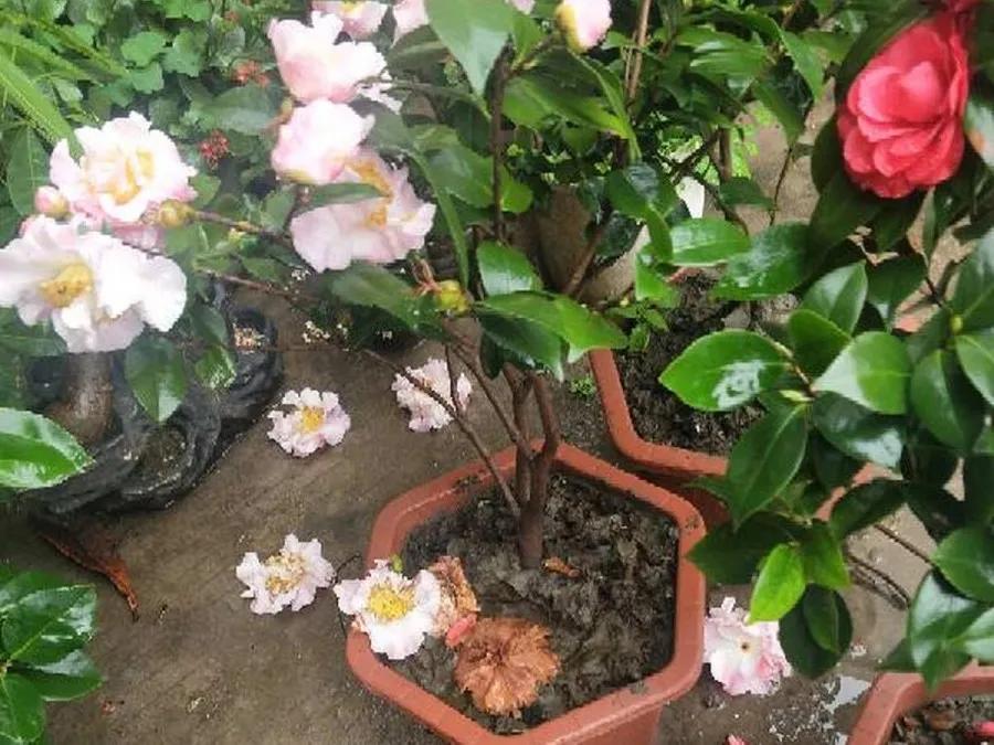 花买回来叶子蔫了怎么办,花掉花苞有什么好方法吗