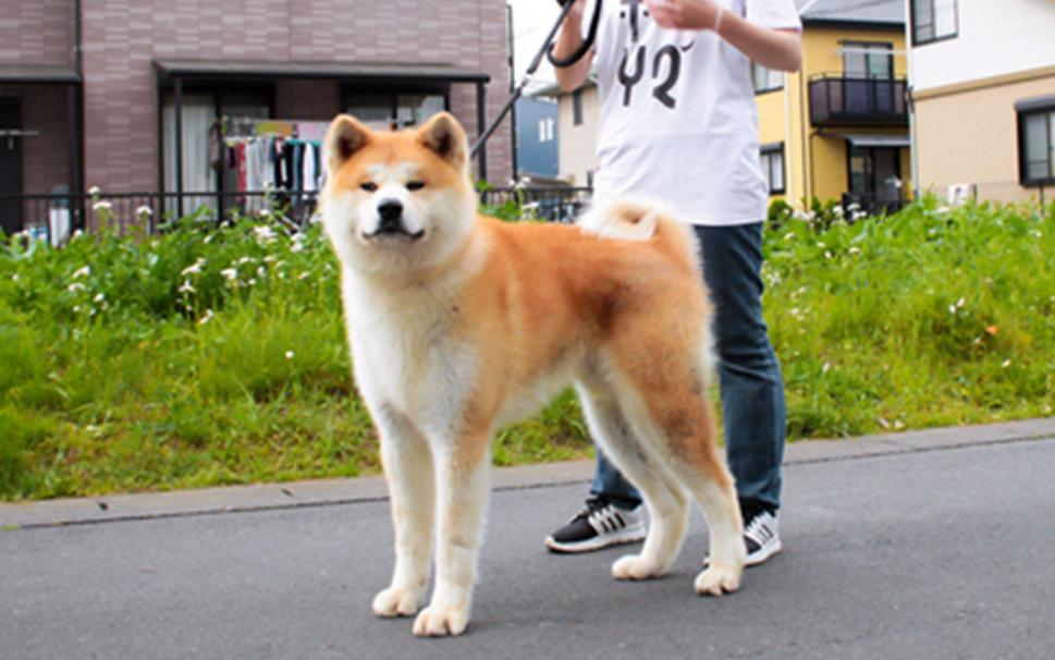 哪种狗粮适合秋田犬,秋田犬一天多少狗粮