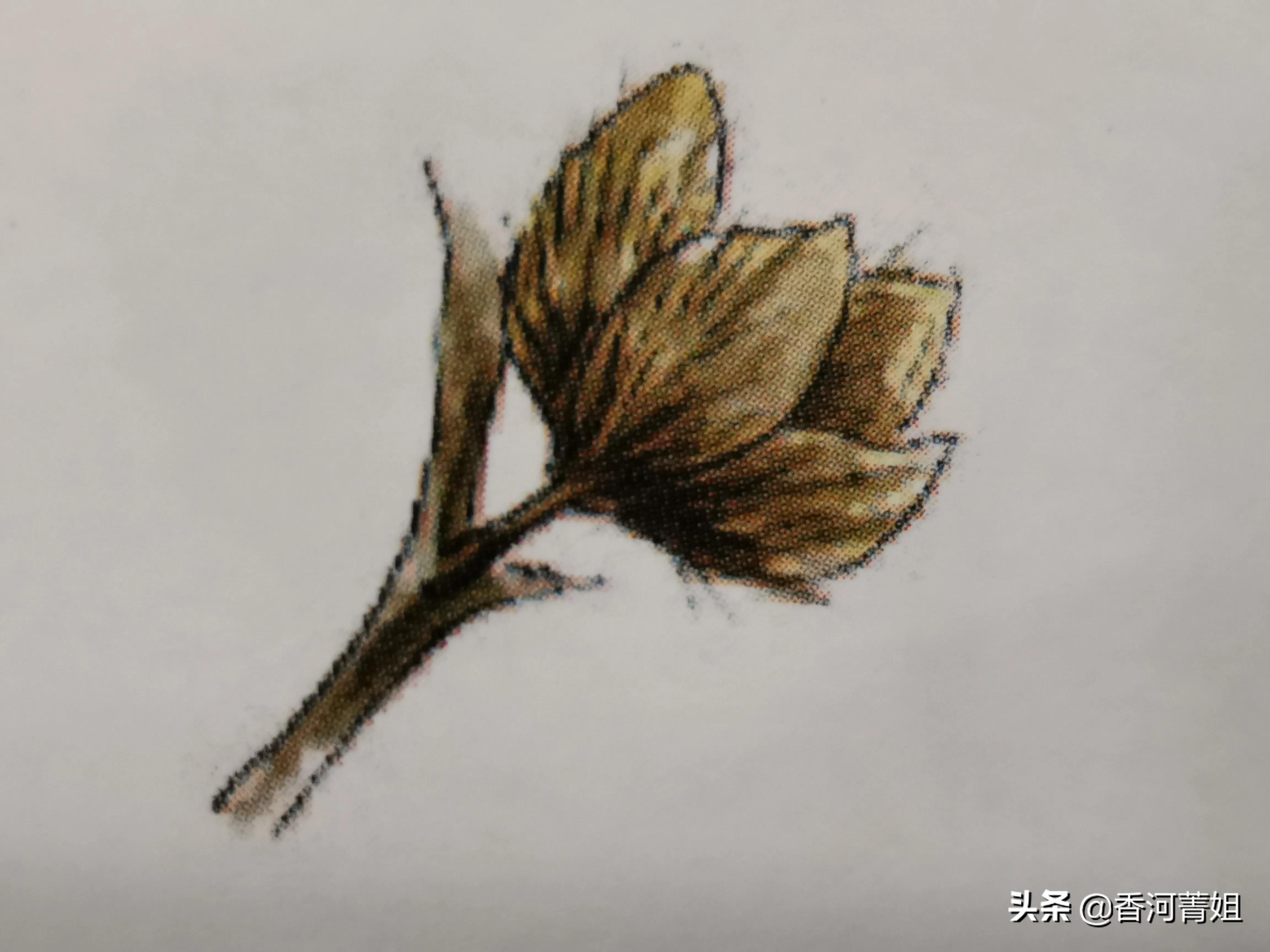 红榉木属于硬木吗,红榉木树