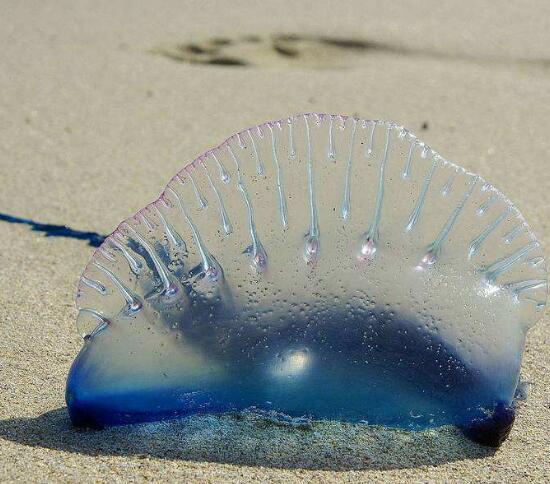 世界上最毒的水母蜇人,世界上十种最毒的水母