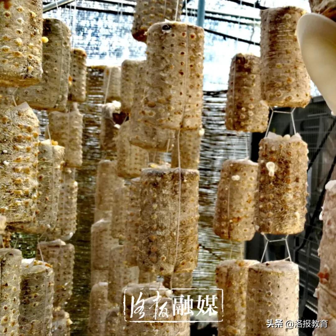 好家伙！洛阳一农企种出白木耳中的“白富美”，销往韩国加工成