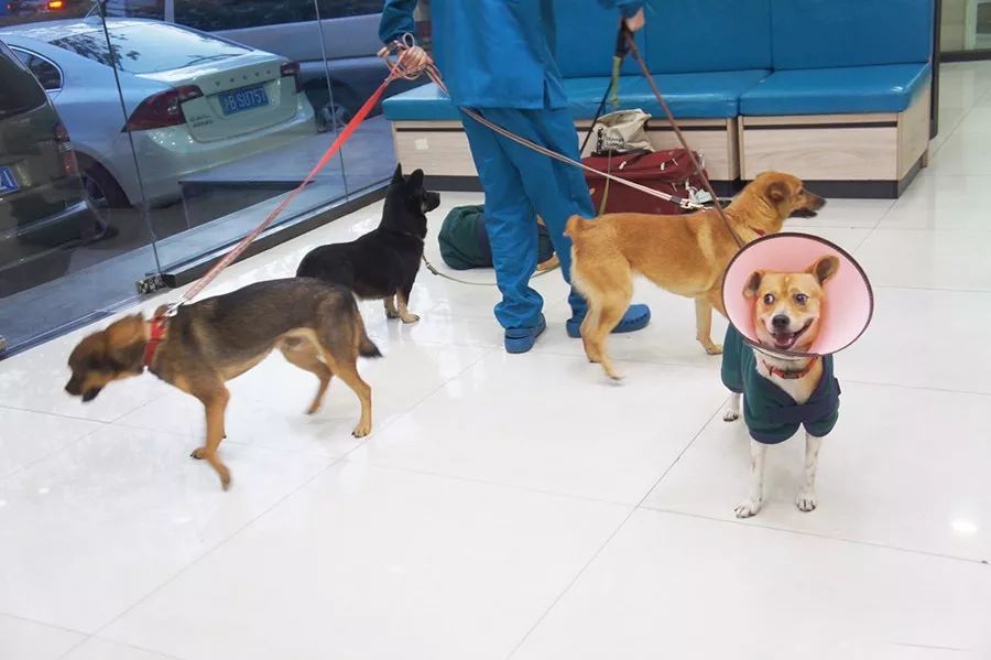 救流浪狗的真实记录,一外国人来中国救助流浪狗