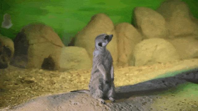 大连么么哒动物园 (大连小众动物园)