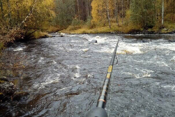 阿勒泰地区，追寻这种冷水溪流中的精灵“花翅子”现在已经禁钓