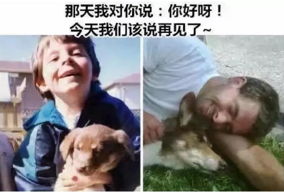 面对宠物的离去我们能做什么,怎么面对宠物离去的悲伤