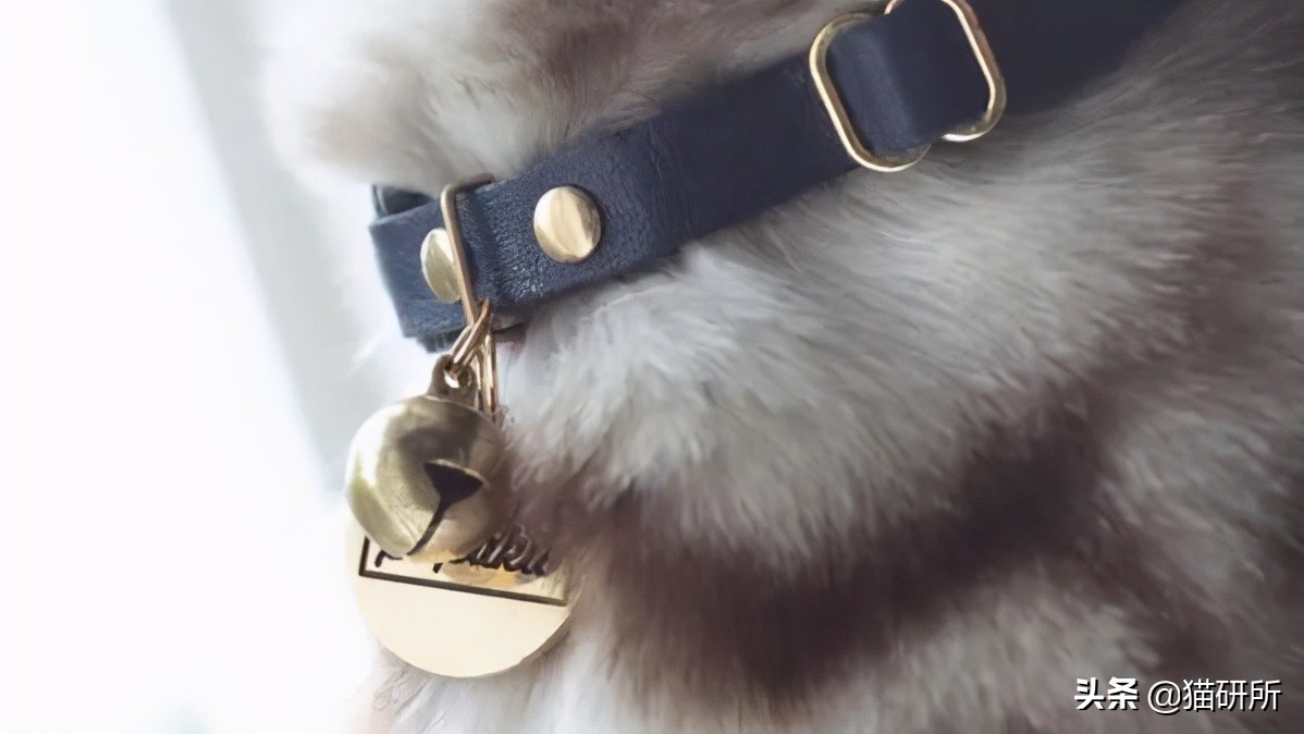 猫咪项圈对猫咪有危害吗,猫项圈给猫咪带来的危害