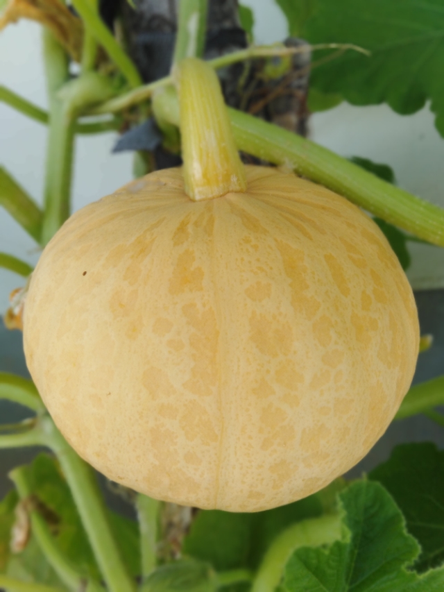 生命的样子文案,生命的样子图片