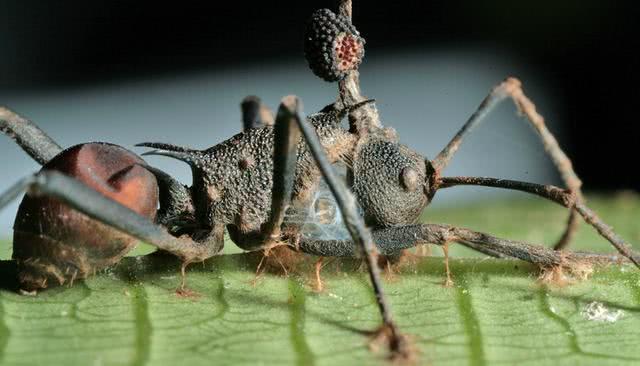 蚂蚁对人类的危害和疾病的治疗,当蚂蚁遇见入侵的虫子