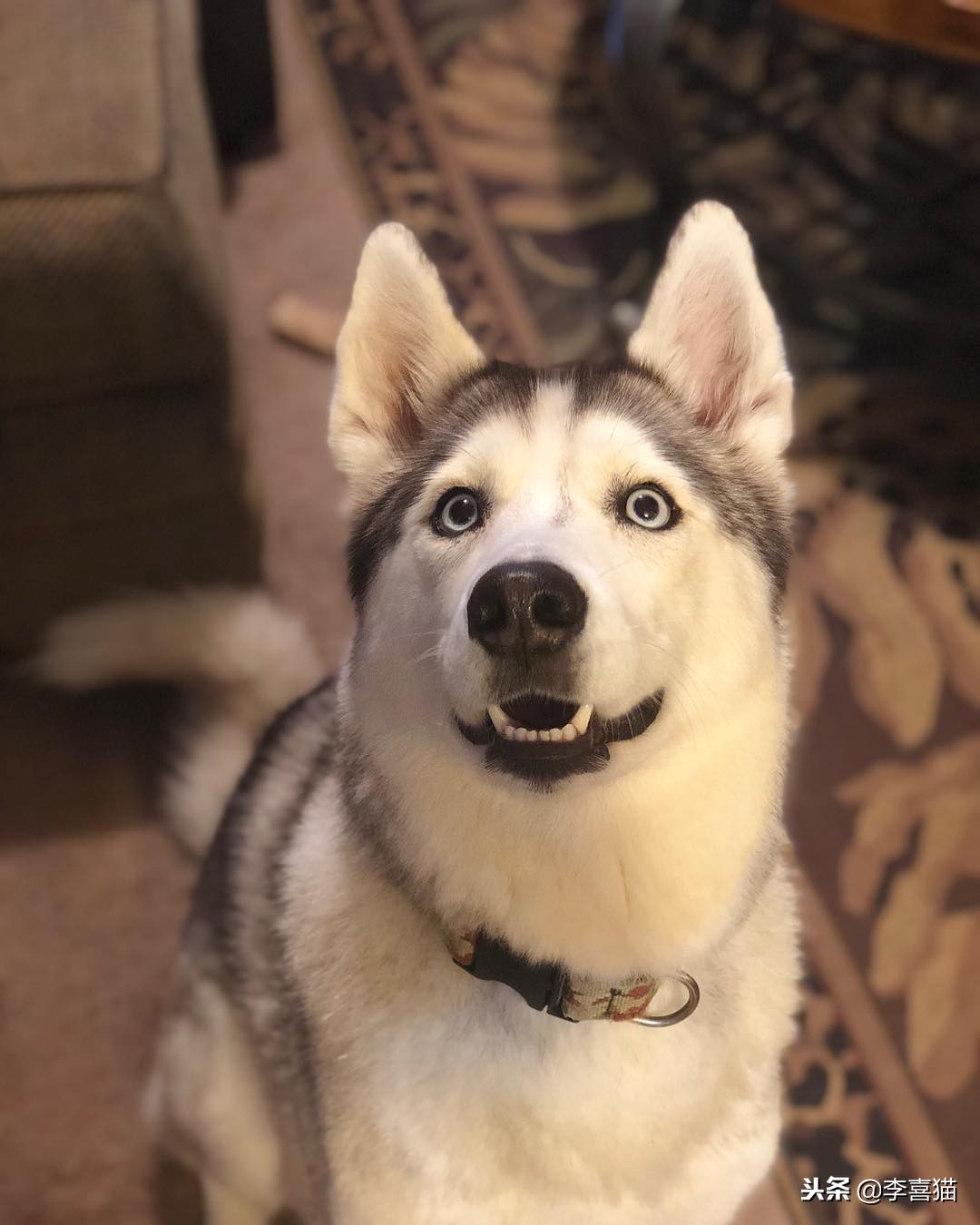 狗狗总是叫怎么治,狗狗总是叫人该怎么制止