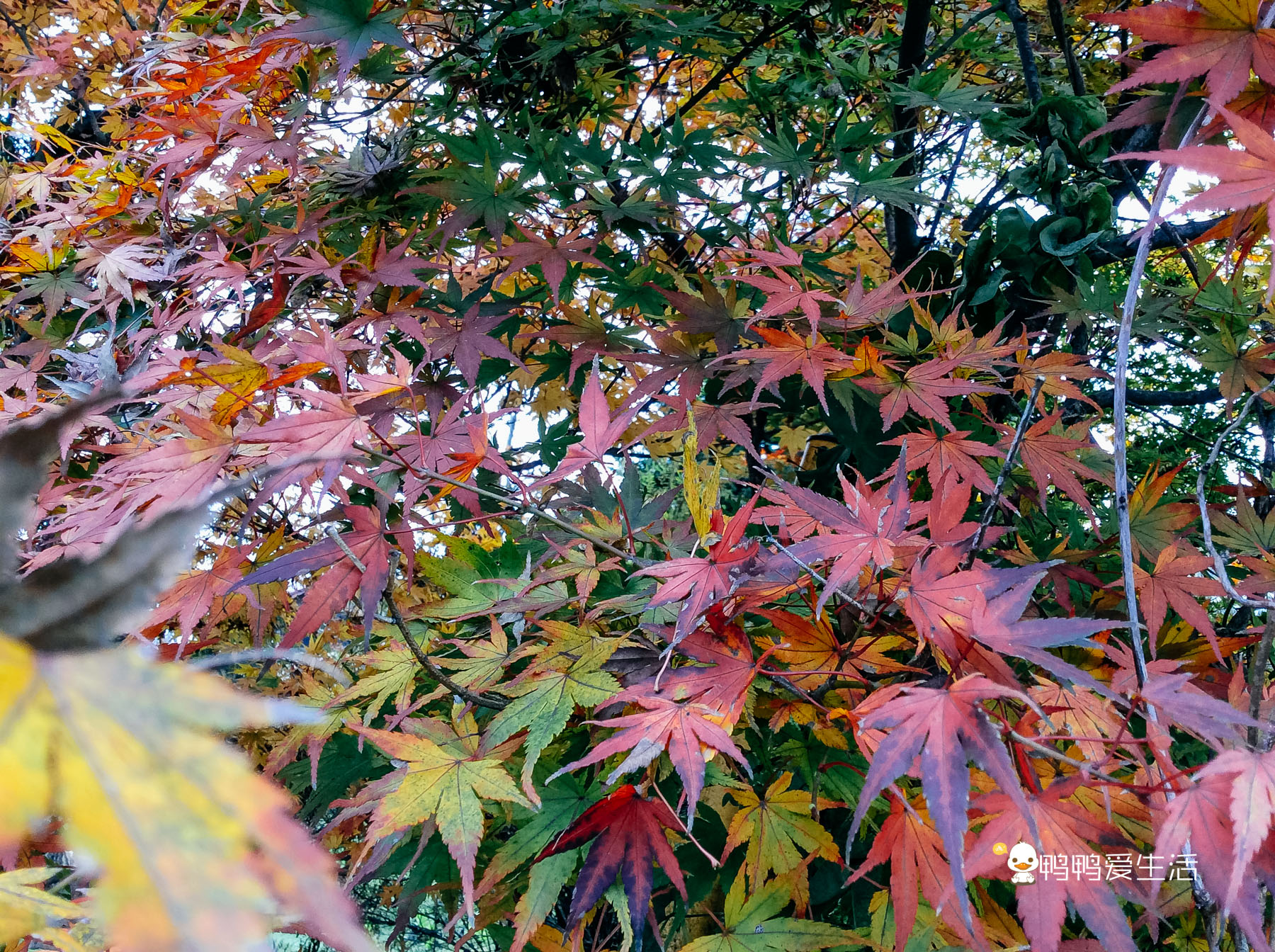日本“小九寨”藏在富士山下，5月起繁花盛开，还能把泉水带回家