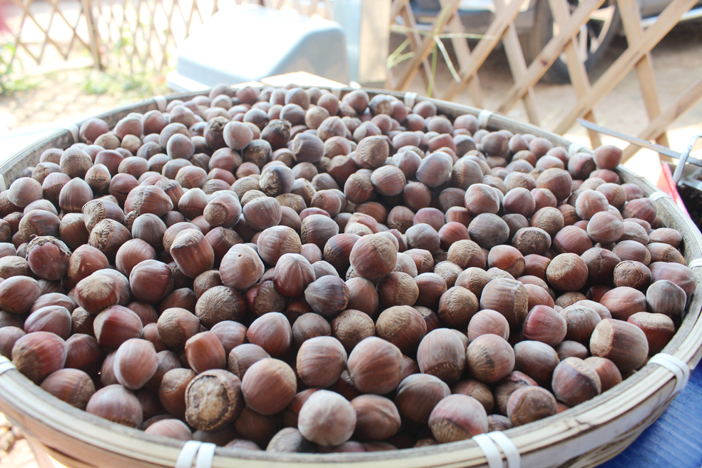 美霞家庭农场小榛子“链”起大产业推动乡村产业振兴，齐山镇河上沟村榛子树，遍山坡