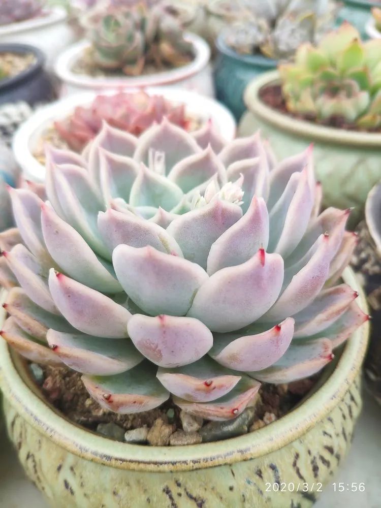 多肉不适合新手养,多肉入坑到什么程度好