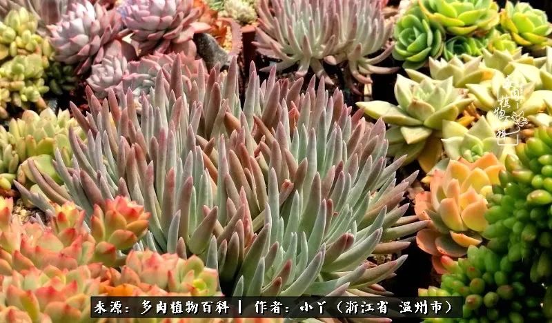 祖上无院家里无矿,一腔浪漫情怀付诸楼顶造花