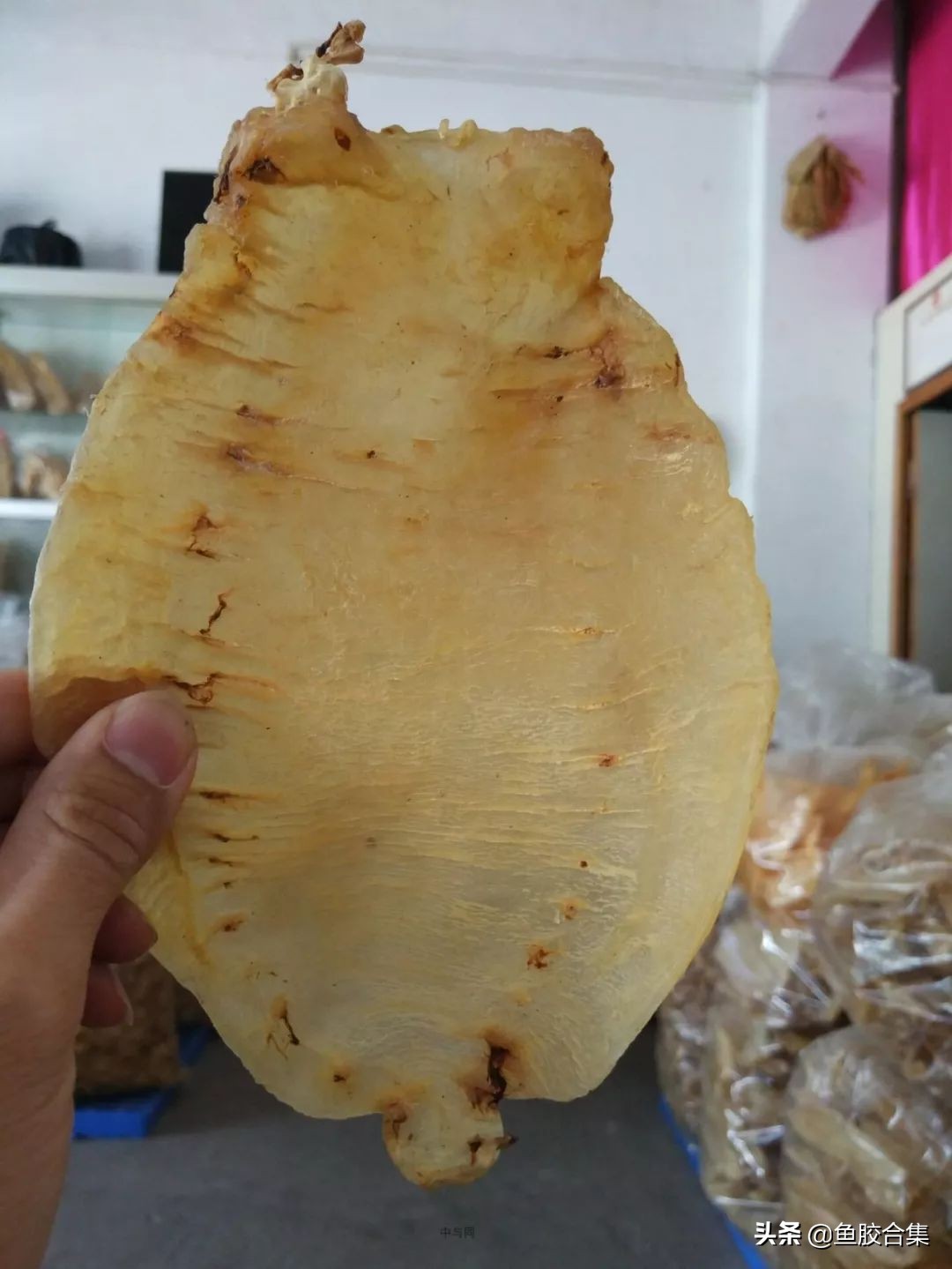 赤嘴鮸鱼鱼胶,赤嘴鳘鱼胶是什么