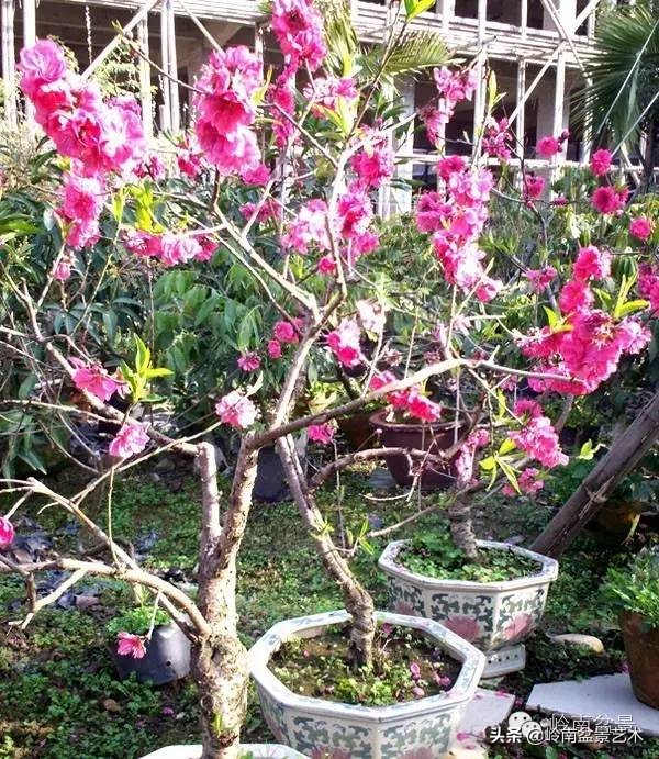 花木盆景嫁接技术视频,花木果树嫁接技术视频