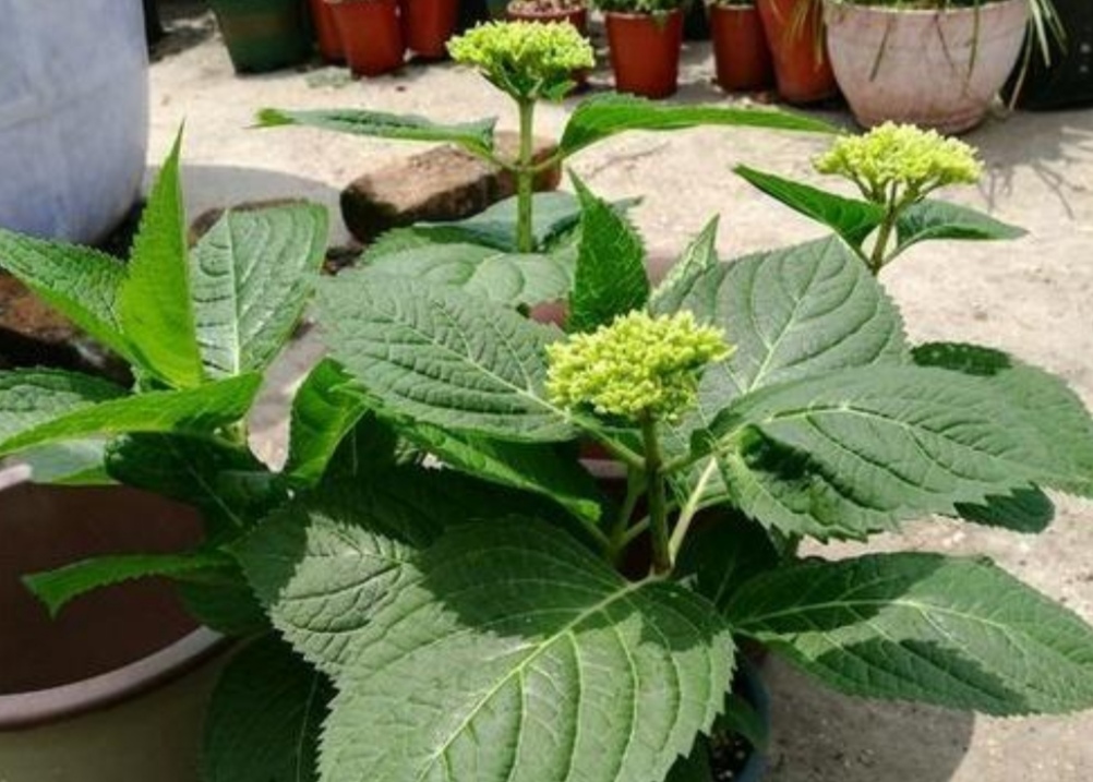 4月种绣球花当年开花吗,4月绣球没有花苞可以修剪吗