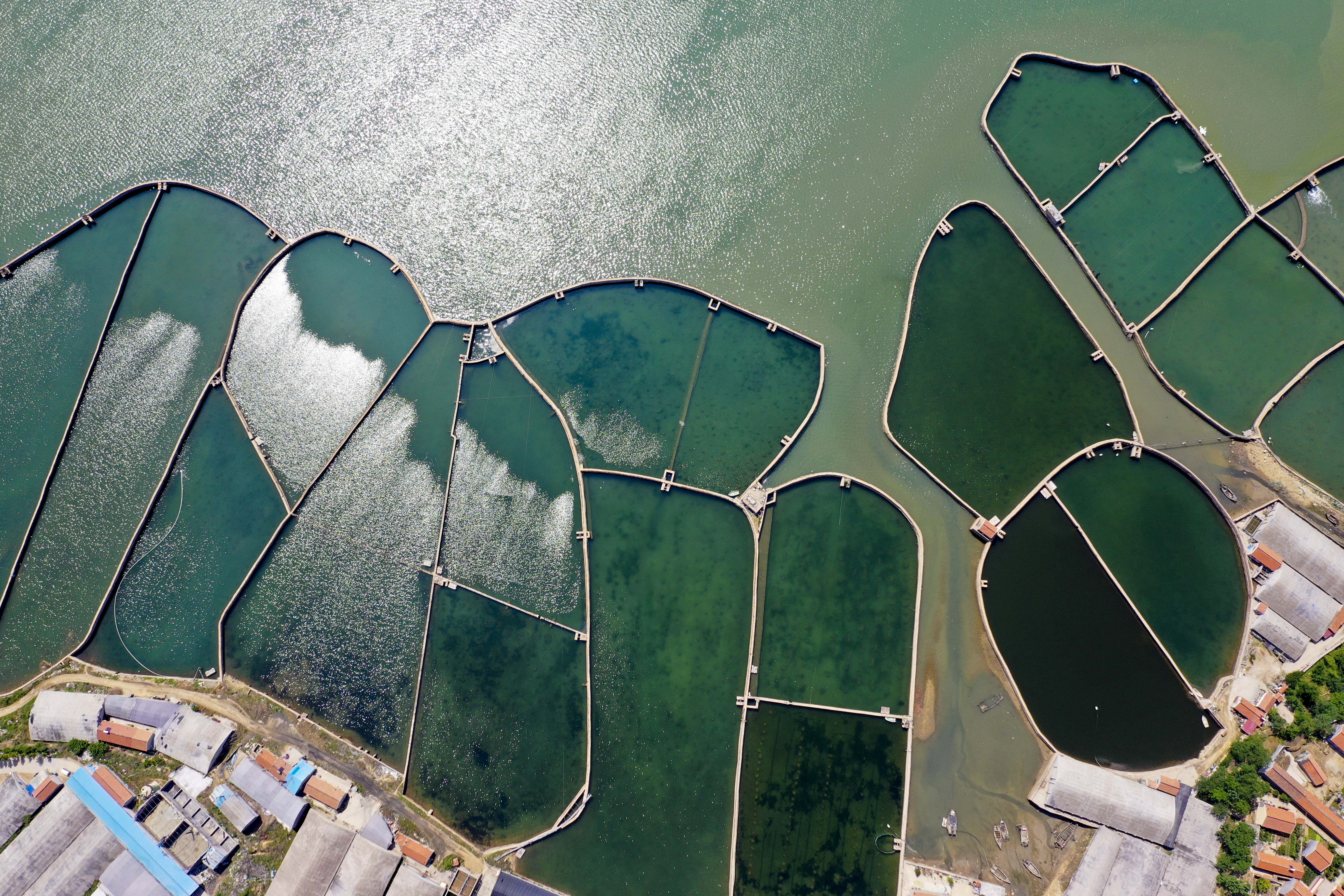 大海蔚蓝簇拥着的贡口村，灵动着纯美，播养海参和剥扇贝别具风情