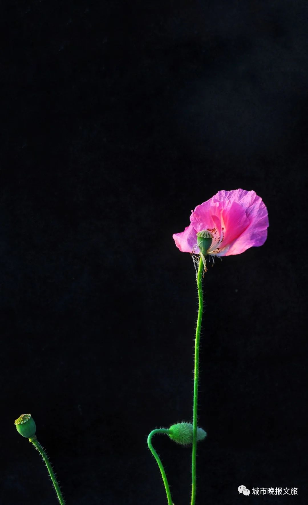 城晚拍拍丨飞鸟过帆影