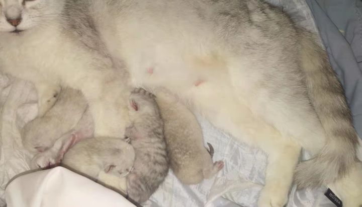 猫舍小猫卖不掉怎么办,家里的小猫养不了应该怎么处理