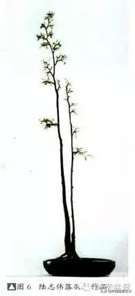 素仁格与文人树,你怎么看?