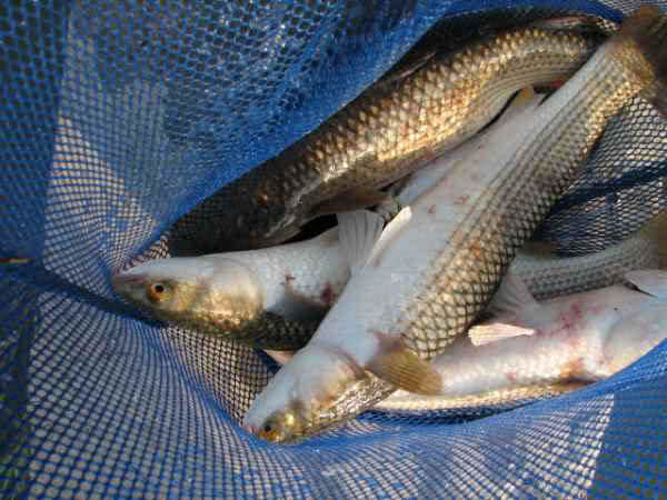 鲻鱼传统钓,鲻鱼大全