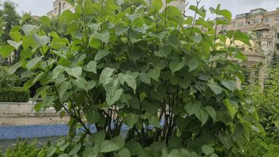 “跨界级”专业防抖，手机和微单都可用，普通人的视频“法宝”